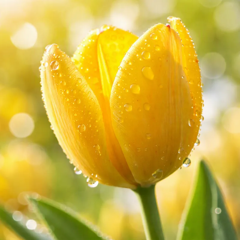 Tulipaner - forårets klassiske blomst