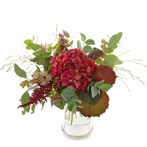 Efterarsrød hortensia